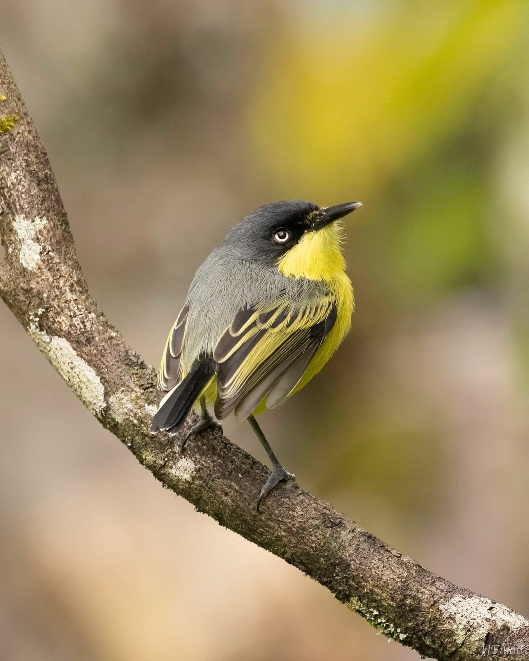 bird of colombia image 27